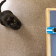 Illustration for article titled Cats lt;3 Live and Let Diecast